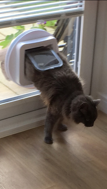 Cat flap fitters Ashington Northumberland