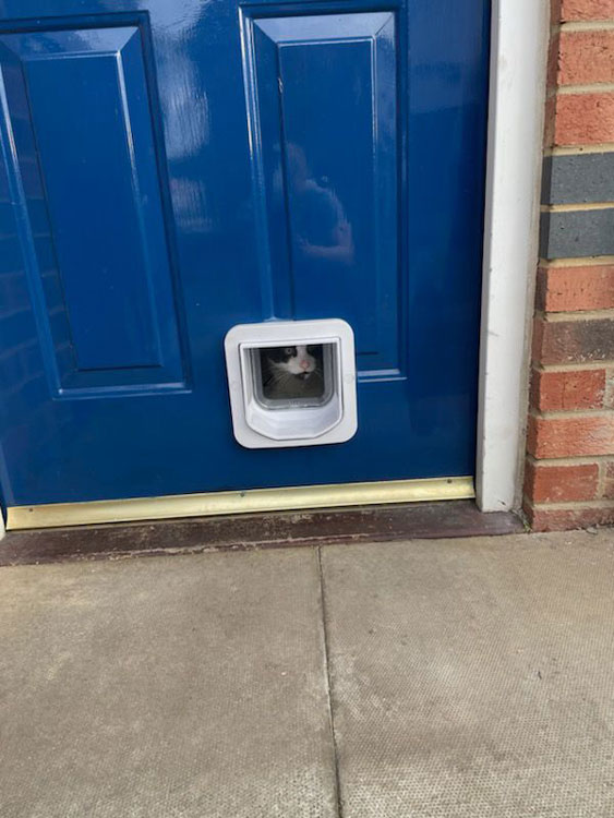 Cat flap installers Newcastle
