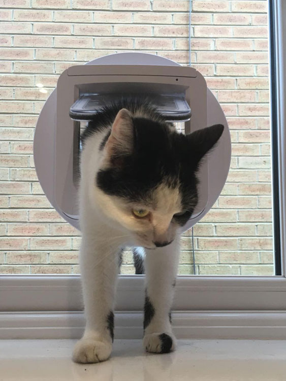 cat flap kings