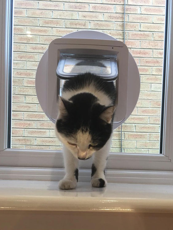 cat flap kings